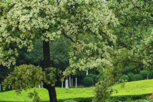 糖膠樹花為什么那么臭