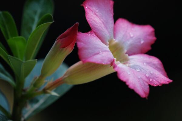 沙漠玫瑰打花苞了咋澆水