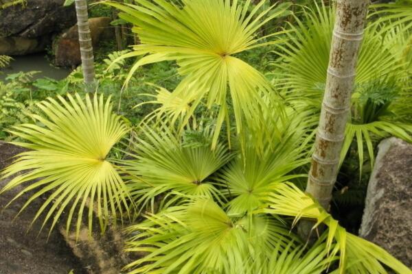 室外植物冬天怎么保溫