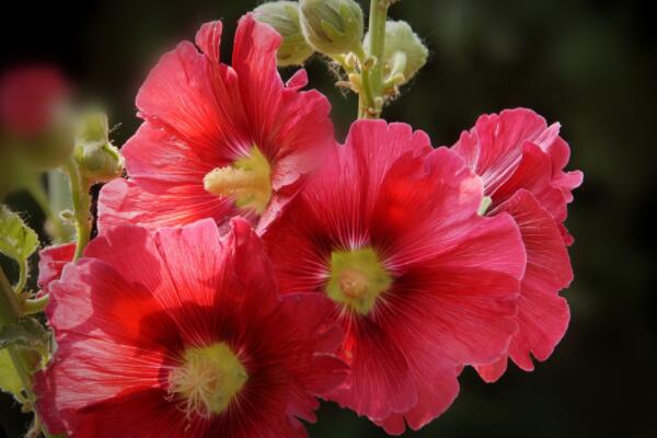 蜀葵開(kāi)花后怎樣修剪