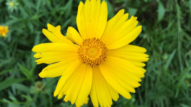 重瓣太陽花怎么養成老樁