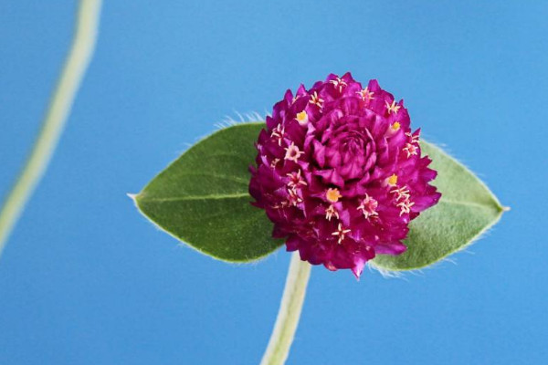 千日紅開花后怎樣修剪