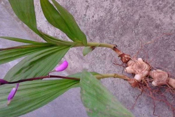 怎樣種植白芨