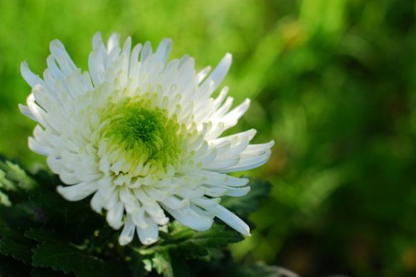 怎樣才能菊花枝桿壯