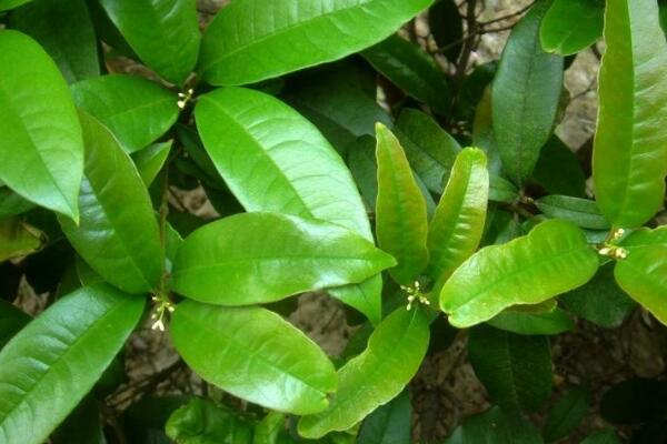 為什么桂花芽干枯