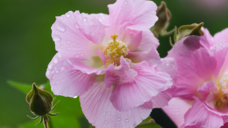 草本芙蓉花怎么繁殖