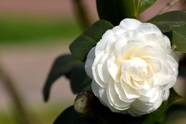 秋季怎樣給茶花施肥