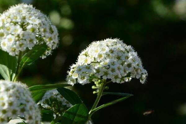 香雪球發(fā)芽后怎么養(yǎng)護