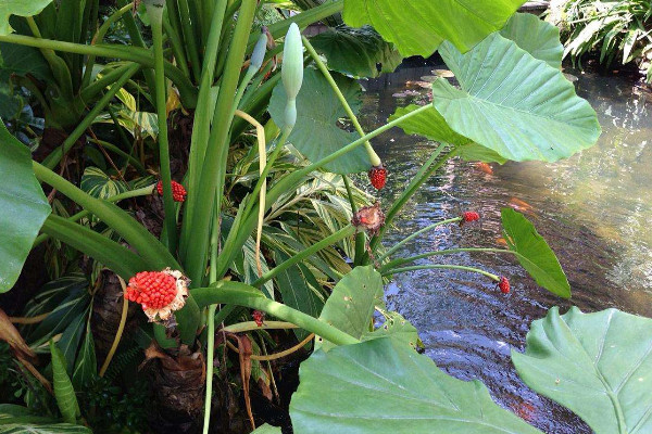 滴水觀音突然開花寓意