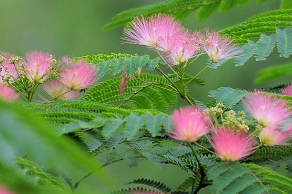 合歡樹開花是在哪個節氣