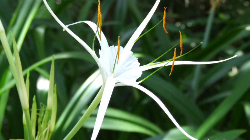 蜘蛛蘭開花后怎么辦