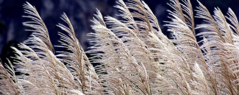 蘆葦花怎么做干花