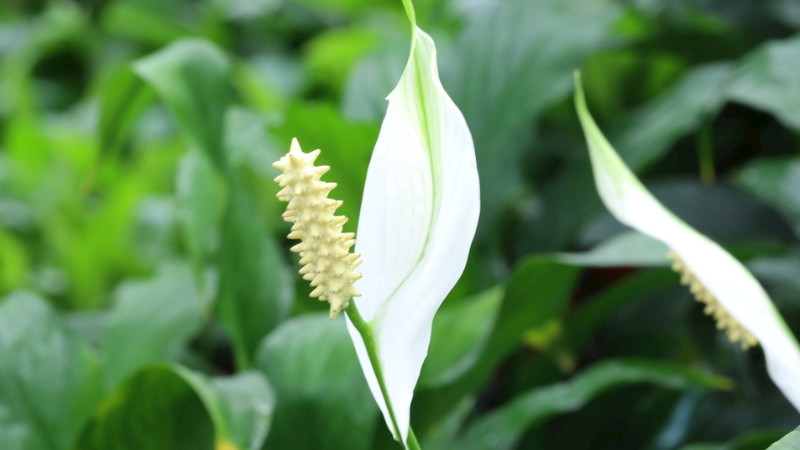 白鶴芋的種植方法