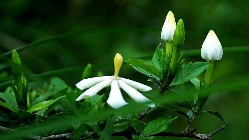 梔子花夏天開花嗎