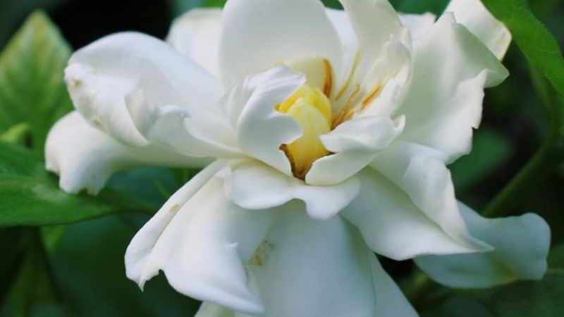 梔子花怎么養才能開花