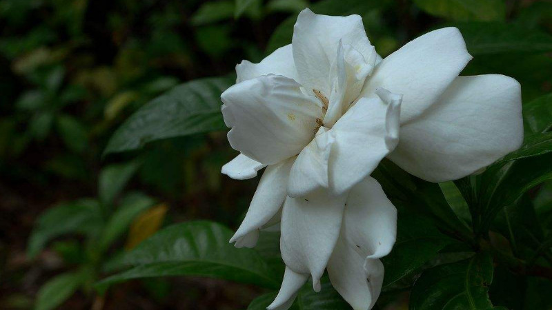 梔子花長花苞后怎樣養護