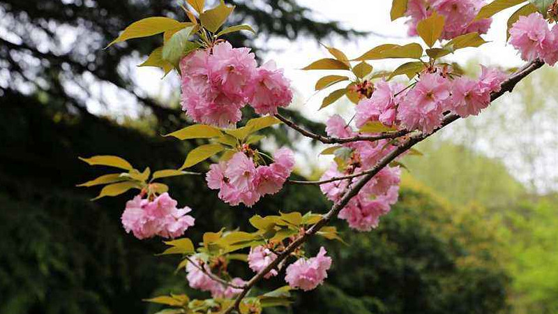 中國櫻花開花時間