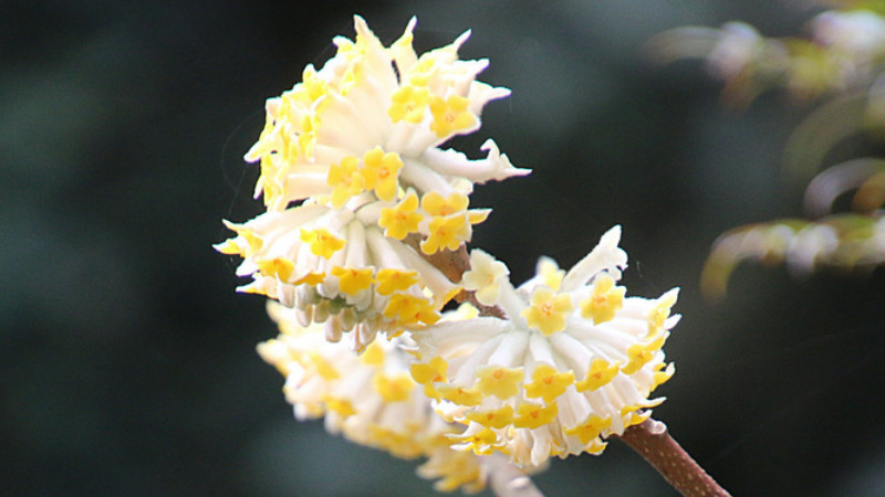 結香花怎么分株