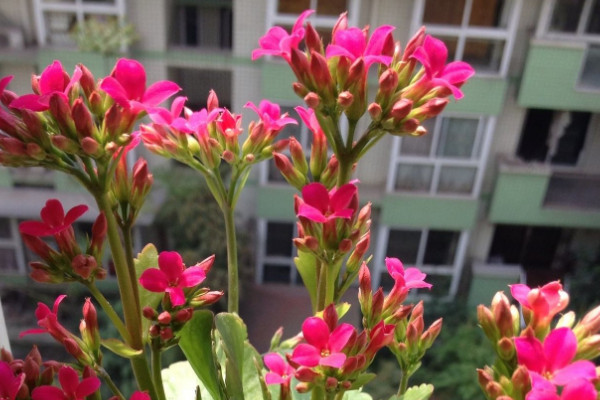 長壽花出現須根怎么辦