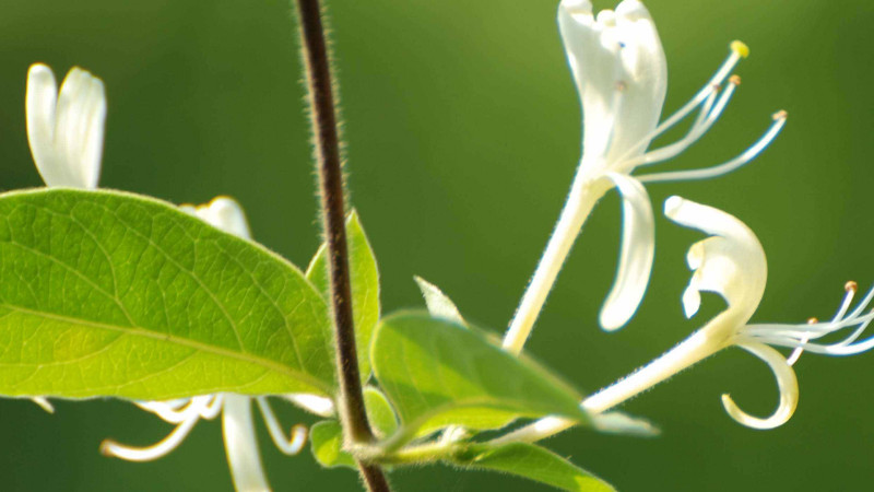 金銀花為什么叫忍冬花