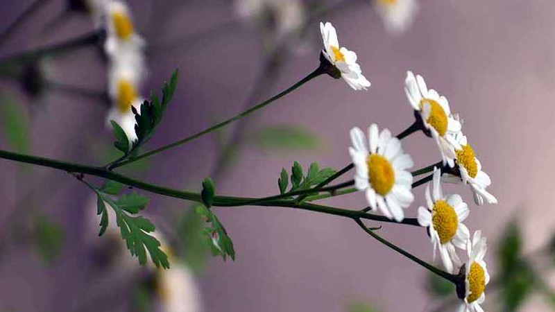 雛菊發芽后怎么護理