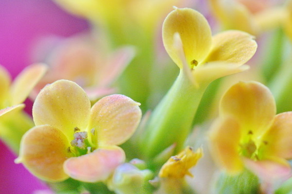 長壽花只剩光桿怎么養