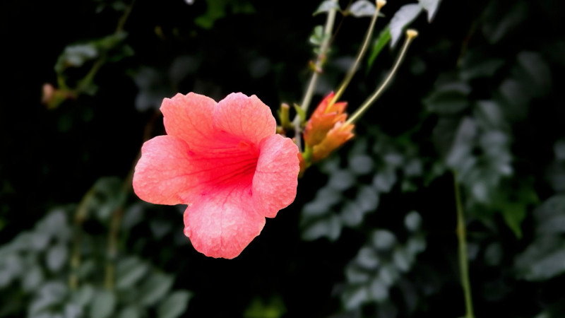 如何讓凌霄花開花