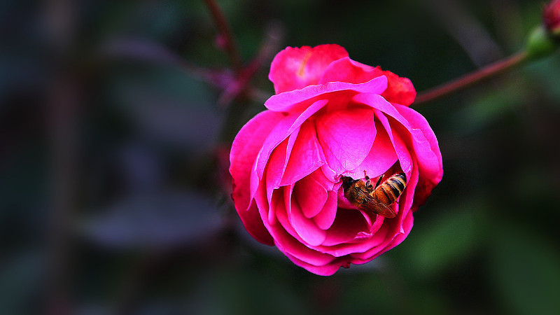 月季花為什么葉子發黃脫落