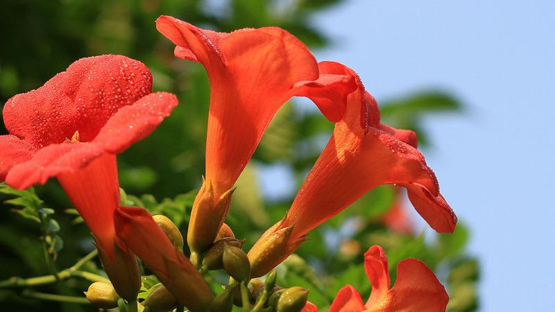 凌霄花可以水培嗎