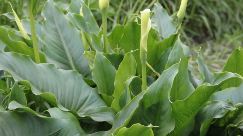 馬蹄蓮花變綠怎么辦