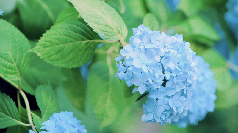 繡球花又叫什么花