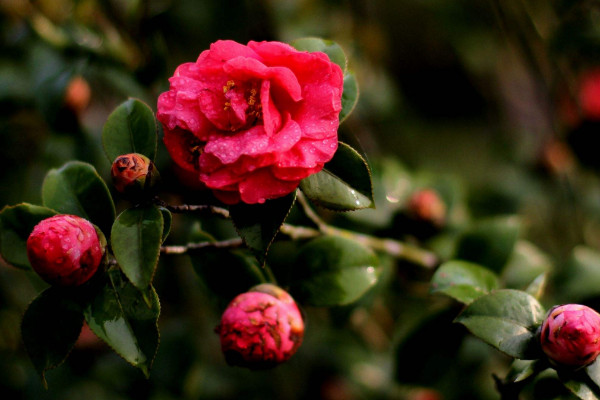 茶花春節(jié)能開花嗎