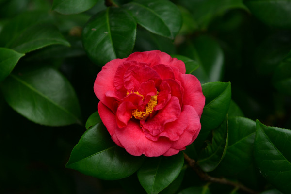 茶花冬天怎么養要注意什么