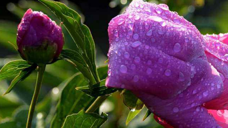 芍藥花什么時候開花