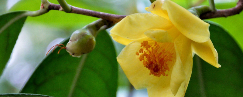 茶花秋冬季節如何養護