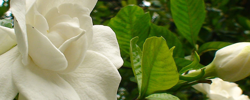 梔子花春節能開花嗎