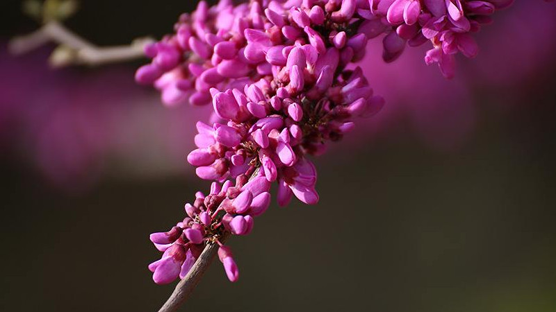 紫荊花病蟲害癥狀及防治