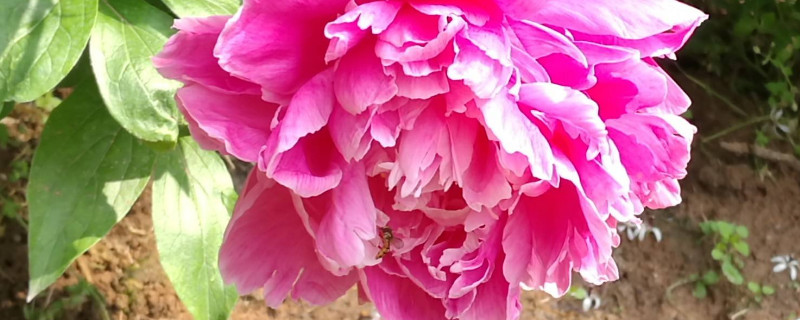 芍藥花秋天葉子枯萎后還澆水嗎