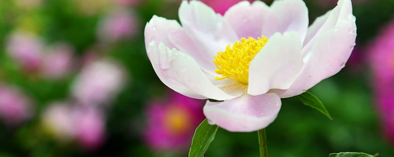 夏季芍藥花怎么移至