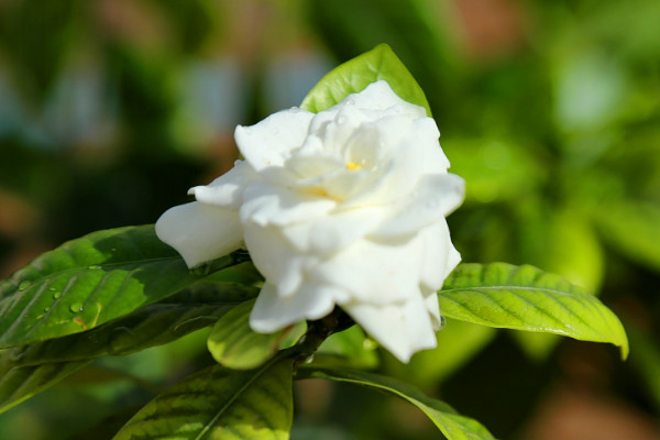 梔子花的花語和象征