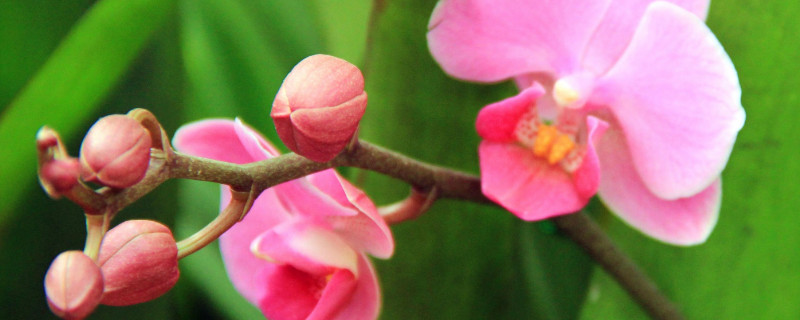 蝴蝶蘭開花后怎么剪枝