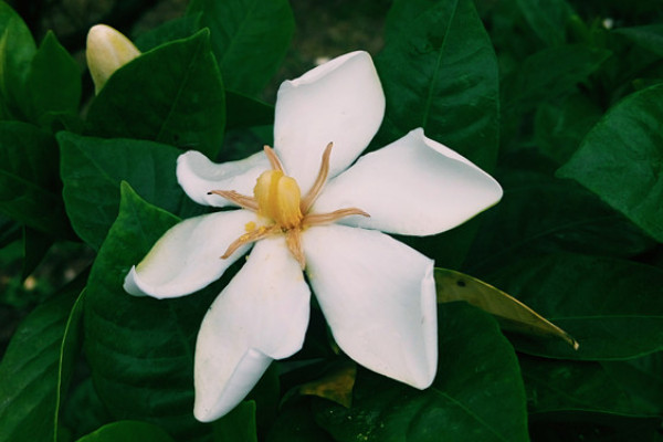 梔子花在室內養有毒嗎