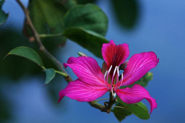 紫荊花可以種在院子里嗎