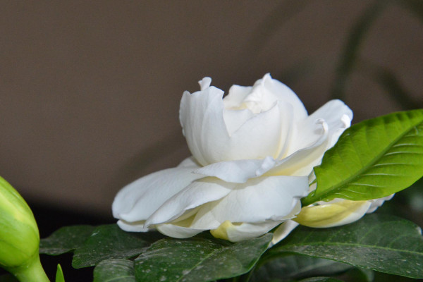 梔子花夏天開花嗎