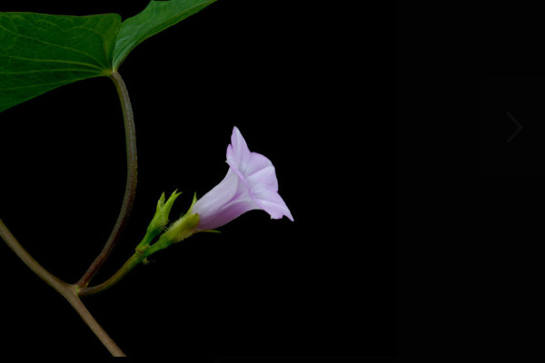 牽牛花介紹