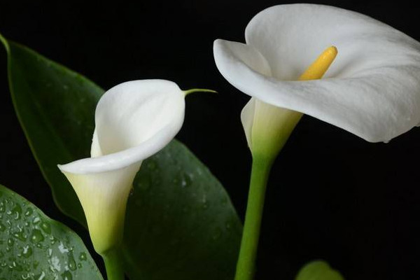 海芋花和馬蹄蓮的區(qū)別