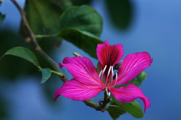 紫荊花扦插幾年開花