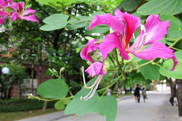 紫荊花扦插幾年開花