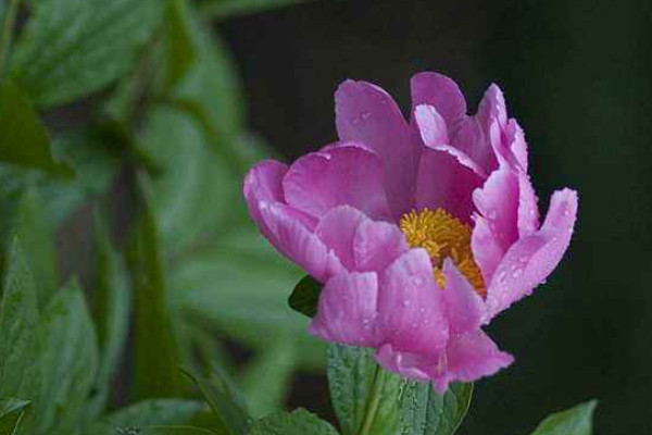 芍藥能在花盆里養嗎