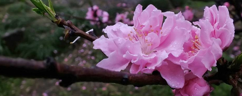 桃花夏天開嗎